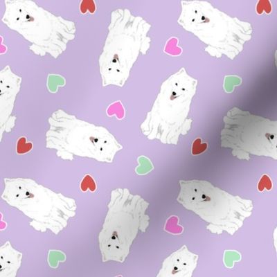 Tiny American Eskimo Dog - Valentine hearts