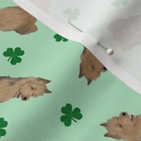 Tiny Australian Terriers - shamrocks