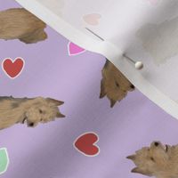 Tiny Australian Terriers - Valentine hearts
