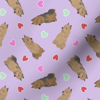Tiny Australian Terriers - Valentine hearts
