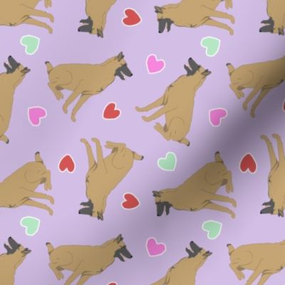 Tiny Belgian Malinois - Valentine hearts