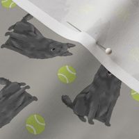 Tiny Belgian Sheepdogs - tennis balls