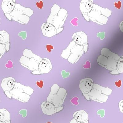 Tiny Bichon Frise - Valentine hearts