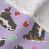 Tiny Bernese mountain dog - Valentine hearts