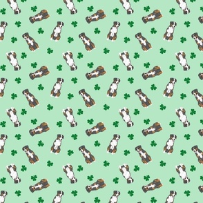Tiny Entlebucher mountain dog - shamrocks