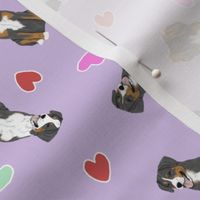 Tiny Entlebucher mountain dog - Valentine hearts