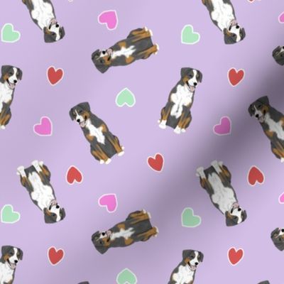 Tiny Entlebucher mountain dog - Valentine hearts