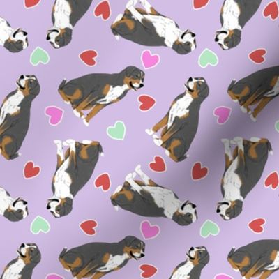 Tiny Greater Swiss Mountain Dog - Valentine hearts