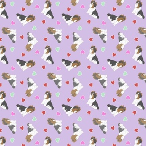 Tiny Biewer terriers - Valentine hearts