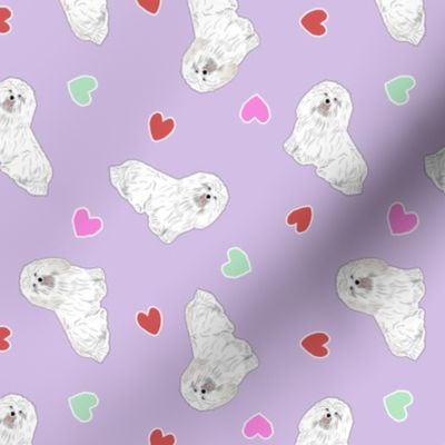 Tiny Coton de Tulear - Valentine hearts