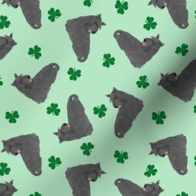 Tiny black Scottish terriers - shamrocks