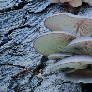 Honey Fungus two