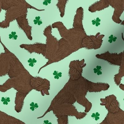 Trotting Irish Water Spaniels and paw prints - shamrocks