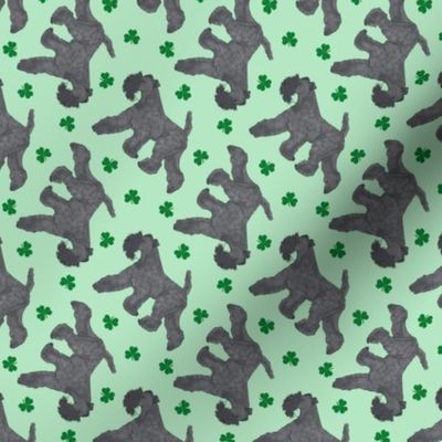 Tiny Trotting Kerry Blue Terrier and paw prints - shamrocks