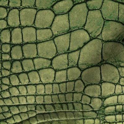 Green Dragon Crocodile Aligator Reptile Scales