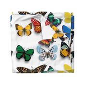 Butterfly collection digital pattern design 