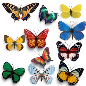 Butterfly collection digital pattern design 