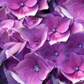 violet flowers