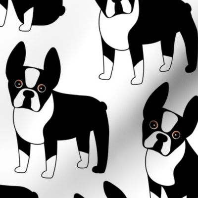 Boston Terrier Party