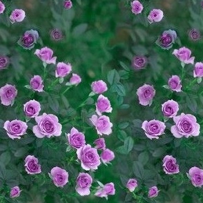 Small Size of Violet Roses