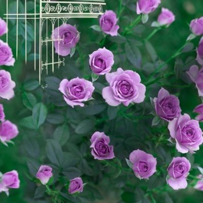 8x12-Inch Repeat of Victorian Conservatory Greenhouse with Violet Roses