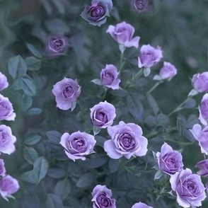 8x12-Inch Repeat of Veranda Roses in Lavender Amethyst Violet