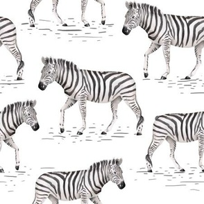 zebra watercolor