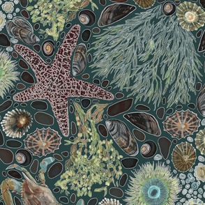 Tide Pool Adventure - large scale - sea green background