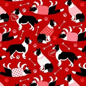 Valentine Border Collie Dogs Red