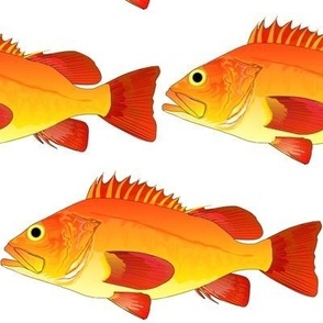 Yelloweye Rockfish 8in