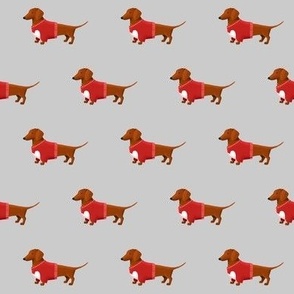 Brown Dachshund Dog in red sweater