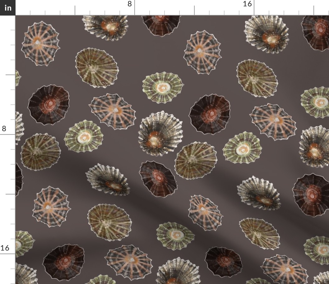 Limpets - large scale - neutral background