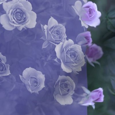 24x18-Inch Repeat of Stripes of Veranda Roses in Lavender Amethyst Violet