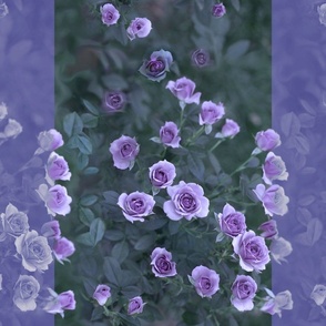 24x18-Inch Repeat of Stripes of Veranda Roses in Lavender Amethyst Violet