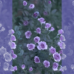 Large Stripes of Veranda Roses in Lavender Amethyst Violet