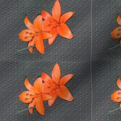 Orange Daylillies on Gray