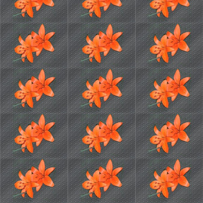 Orange Daylillies on Gray