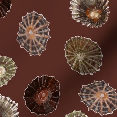 Limpets - large scale - red background