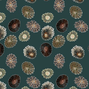 Limpets - large scale - sea green background