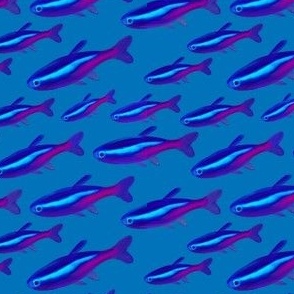 Neon fish 