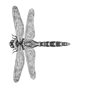 Dragonfly Tea Towel in monochrome