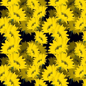 Sunflowers on black