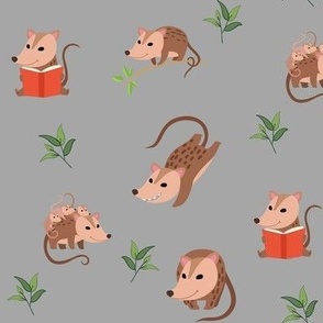 Opossums Play  book possums / possum family