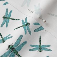 Dragonflies - white background