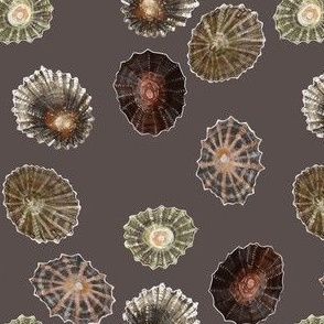 Limpets - medium scale - neutral background