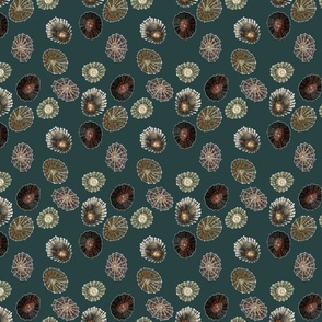 Limpets - medium scale - sea green background