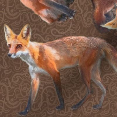 Large 12x12 Size of Young Foxes on Oak Brown Background