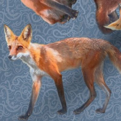 Large 12x12 Size of Young Foxes on Slate Blue Background