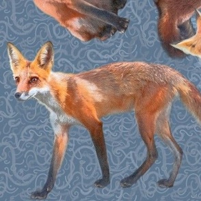 Large 12x12-Inch Size of Multidirectional Young Foxes on Slate Blue Background