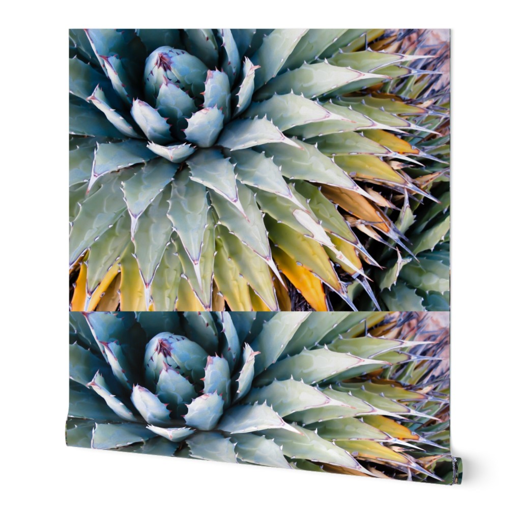 Agave Photo Design